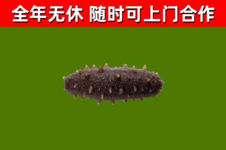 浮山县烟酒回收干海参.jpg